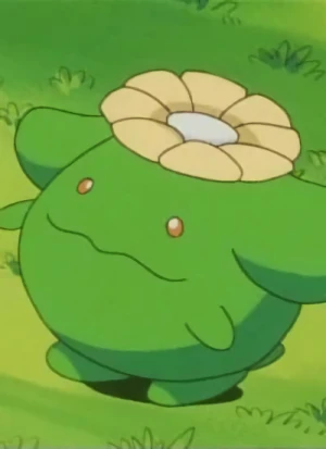 Popocco