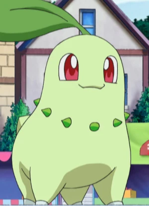 Chikorita